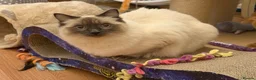 Ragdoll cats for sale: GCCF REGISTERED Ragdoll Kitten Blue Colourpoint - Advert 3