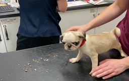 Pug dogs for sale: PUG PUPPIES - Image 3