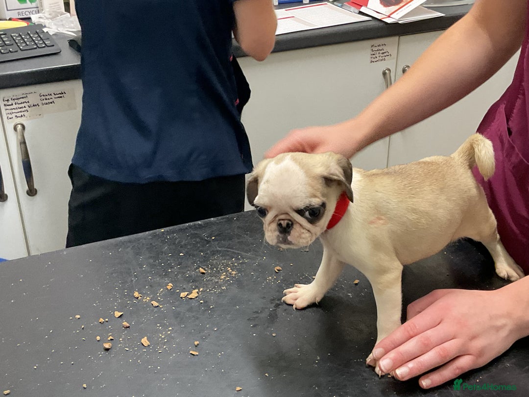 Pug dogs for sale: PUG PUPPIES - Image 3