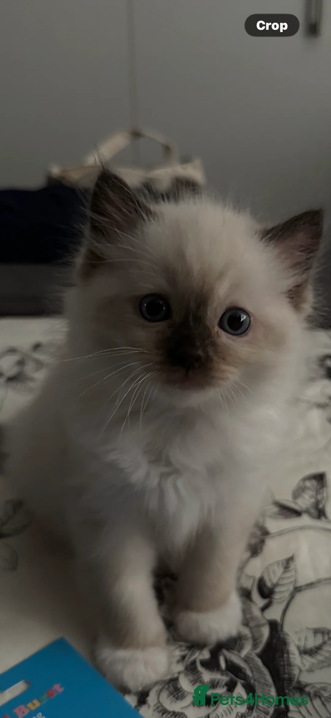 Ragdoll cats for sale: Fully registered GCCF Male ragdoll kitten  - Advert 2