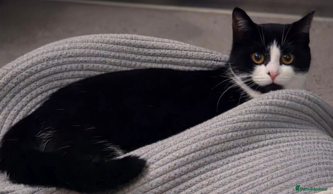 Mixed Breed cats for sale: Beautiful girl ready for her new home - Advert 3