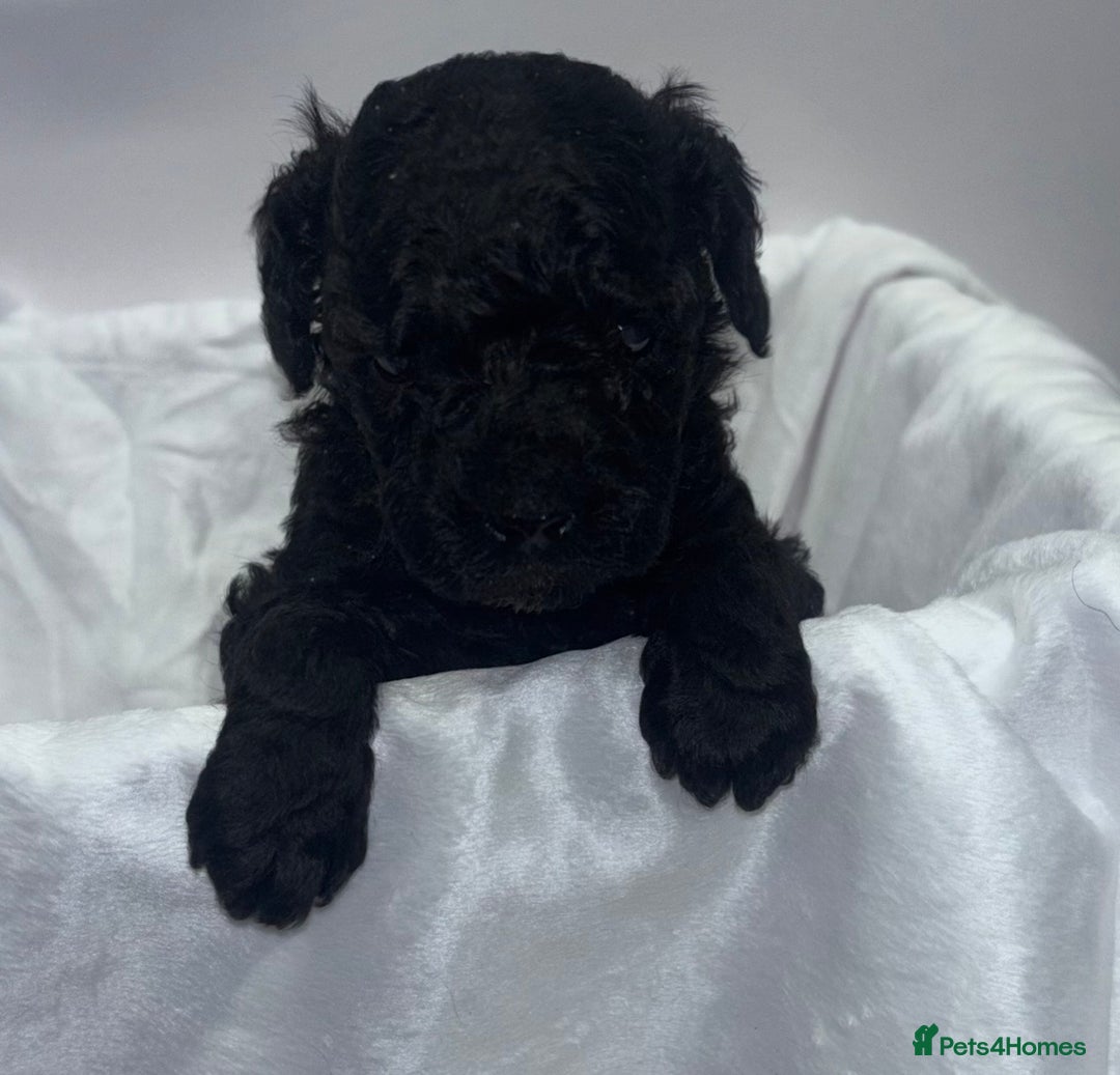 Toy Poodle dogs for sale: Adorable Toy Poodle puppies  - Advert 8