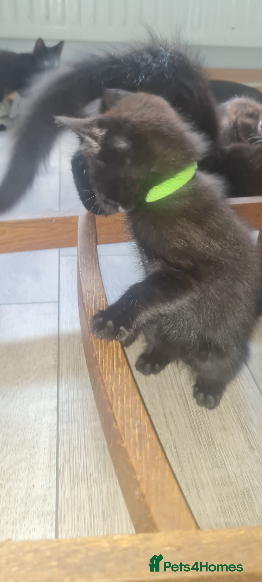 Mixed Breed cats for sale: Cute boy kittens ready now - Image 15