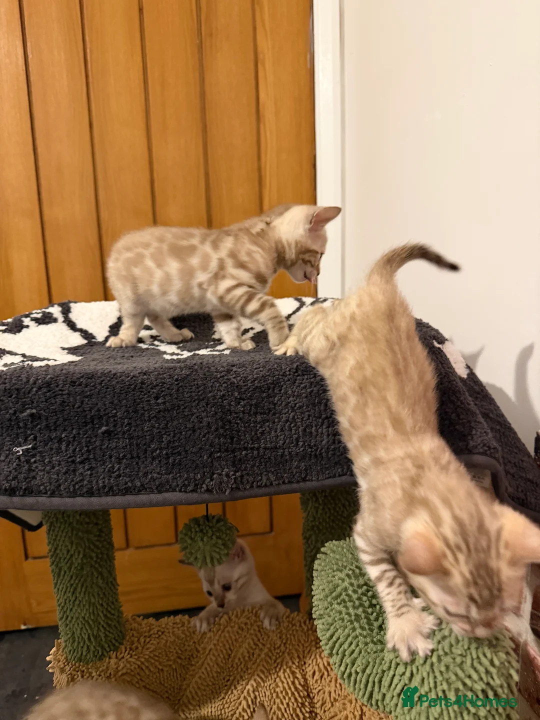 Bengal cats for sale: Pure Snow Bengal Kittens, Ready Today!  - Advert 13