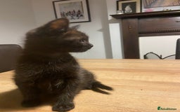 Mixed Breed cats for sale: Kittens, Cross Ragdoll - Image 7