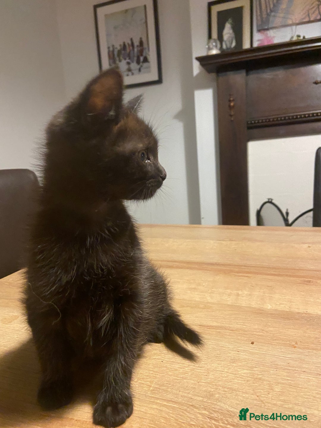 Mixed Breed cats for sale: Kittens, Cross Ragdoll - Image 7