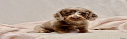 Miniature Dachshund dogs for sale: Long haired dachshund puppie - Advert 1