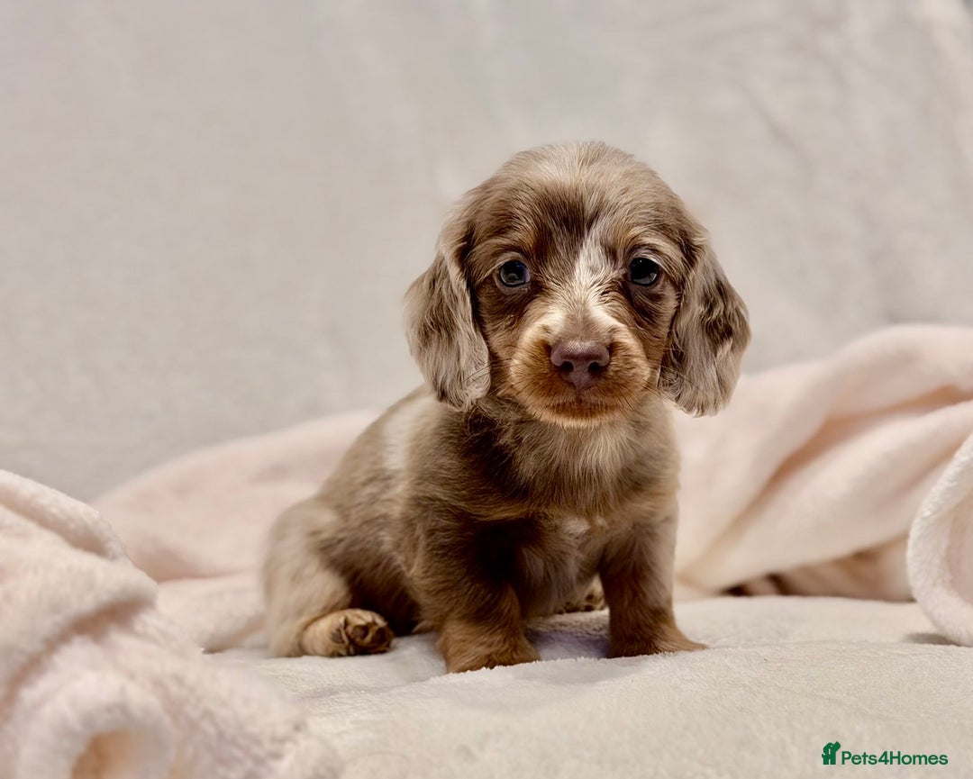 Miniature Dachshund dogs for sale: Long haired dachshund puppie - Advert 1