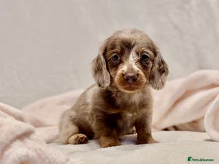 Miniature Dachshund dogs Long haired dachshund puppie - Advert 10