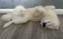 Samoyed dogs for sale: Beautiful 6-Month-Old Samoyed Boy for Sale - Image 5