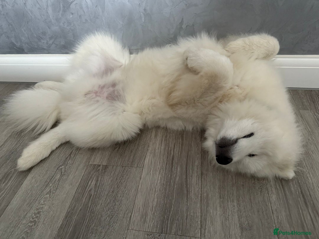 Samoyed dogs for sale: Beautiful 6-Month-Old Samoyed Boy for Sale - Image 5