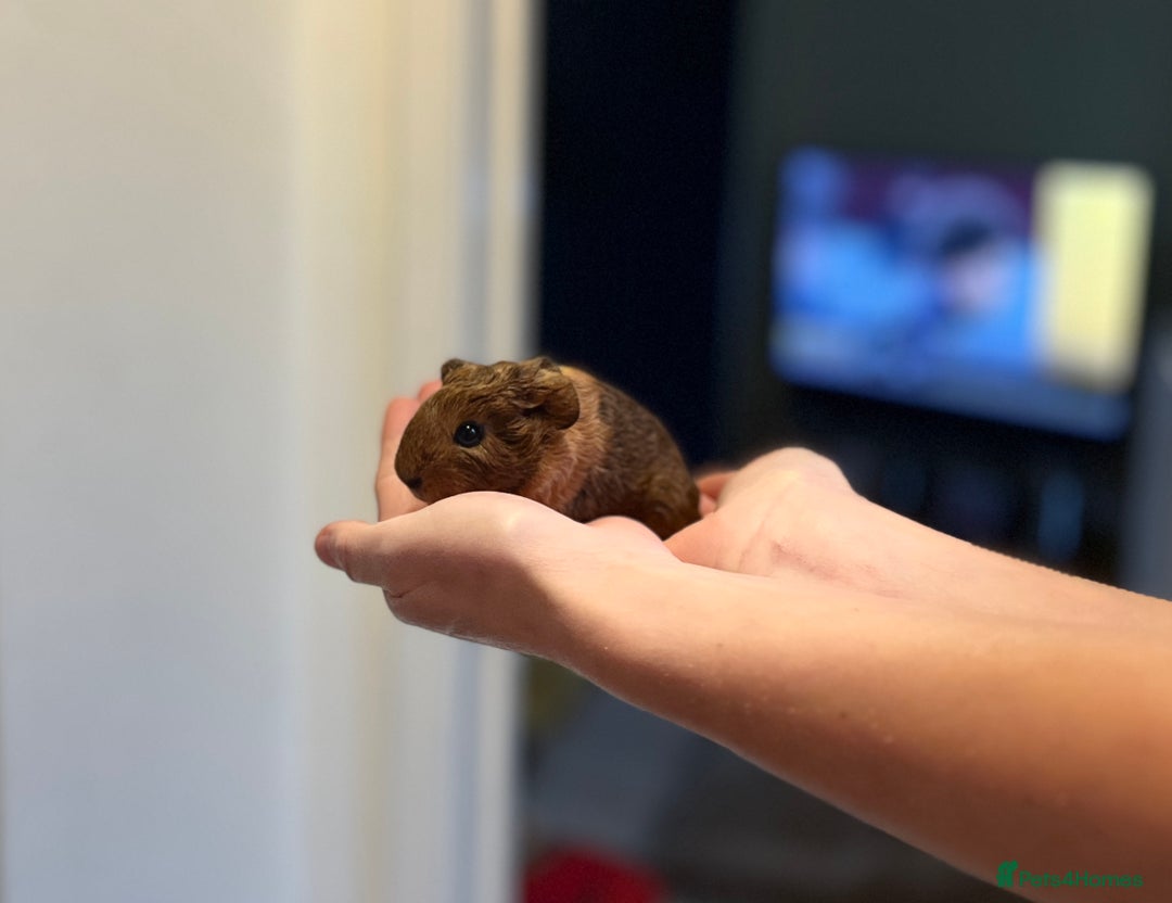 Guinea Pig rodents for sale: 🩷2 GIRL baby guinea pigs ready to leave 🩷  - Image 5