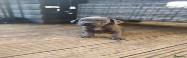 Cane Corso 6