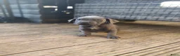 Cane Corso dogs for sale: Cane Corso Puppies for sale  in Hull - Advert 27