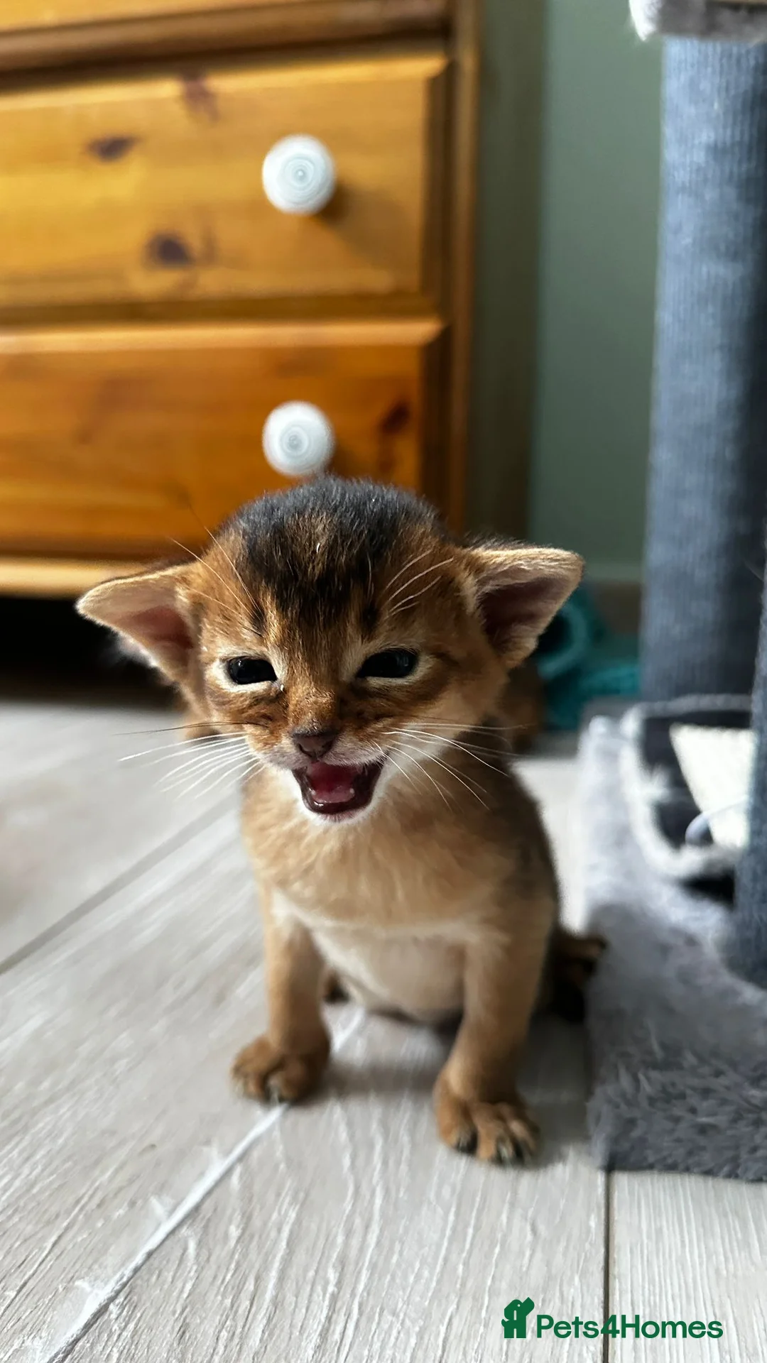Abyssinian cats for sale: Abyssinian kittens  - Advert 37