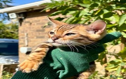 Bengal cats for sale: Stunning brown rosetted male bengal kitten - Image 4