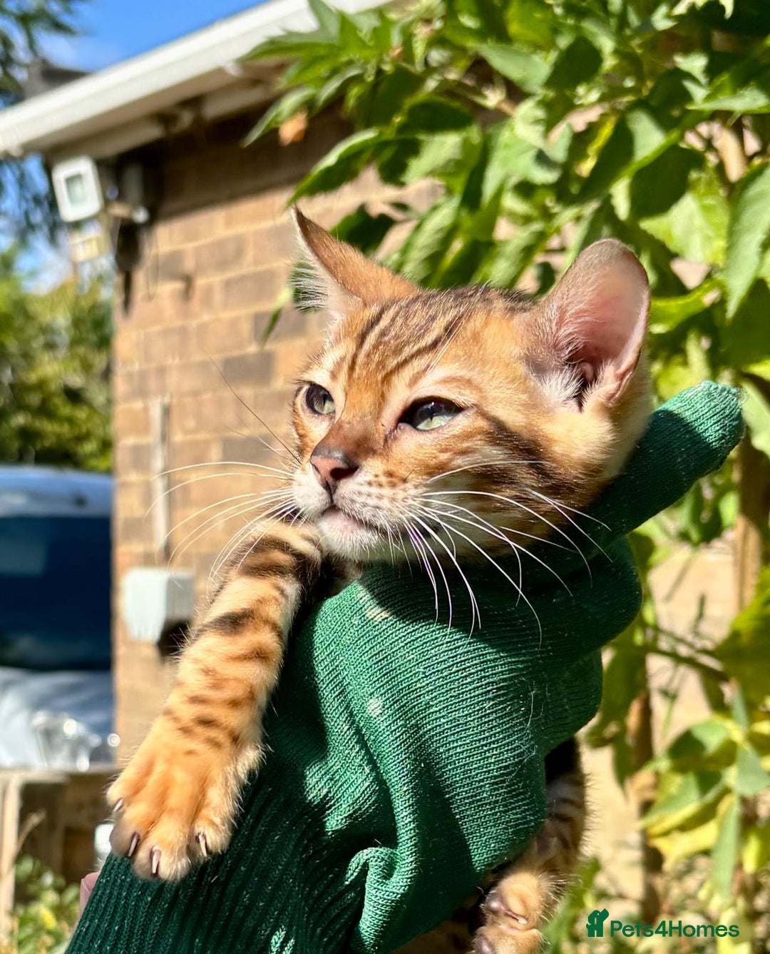 Bengal cats for sale: Stunning brown rosetted male bengal kitten - Image 4