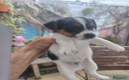 Jack Russell dogs for sale: Jack Russell puppies  - Image 1