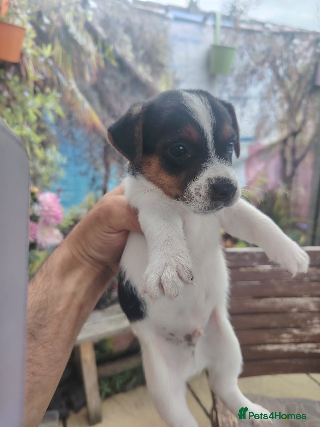Jack Russell dogs for sale: Jack Russell puppies  - Image 1