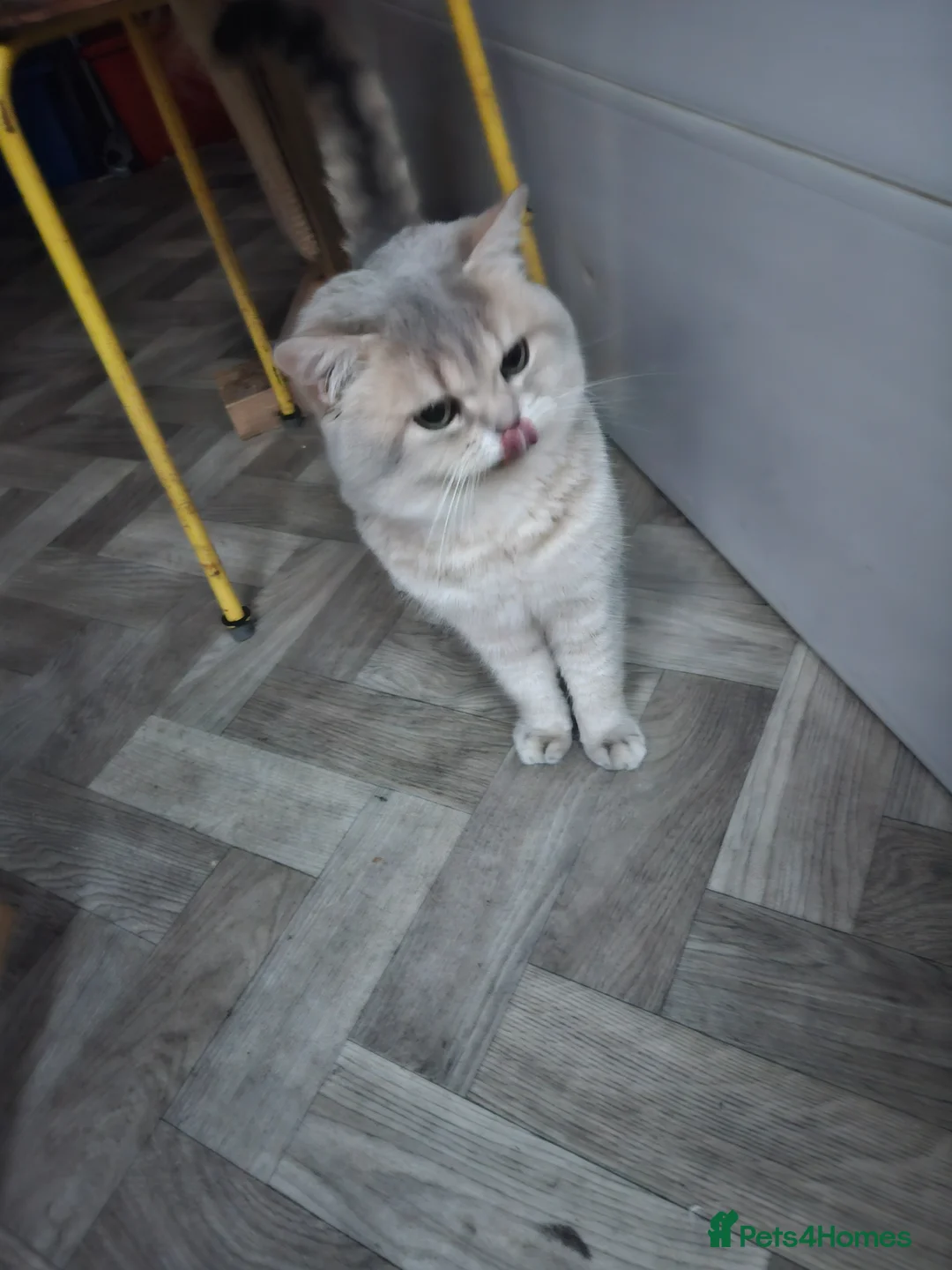 British Shorthair cats for stud: Stuning bluegolden /Russian import/STUD   - Advert 2