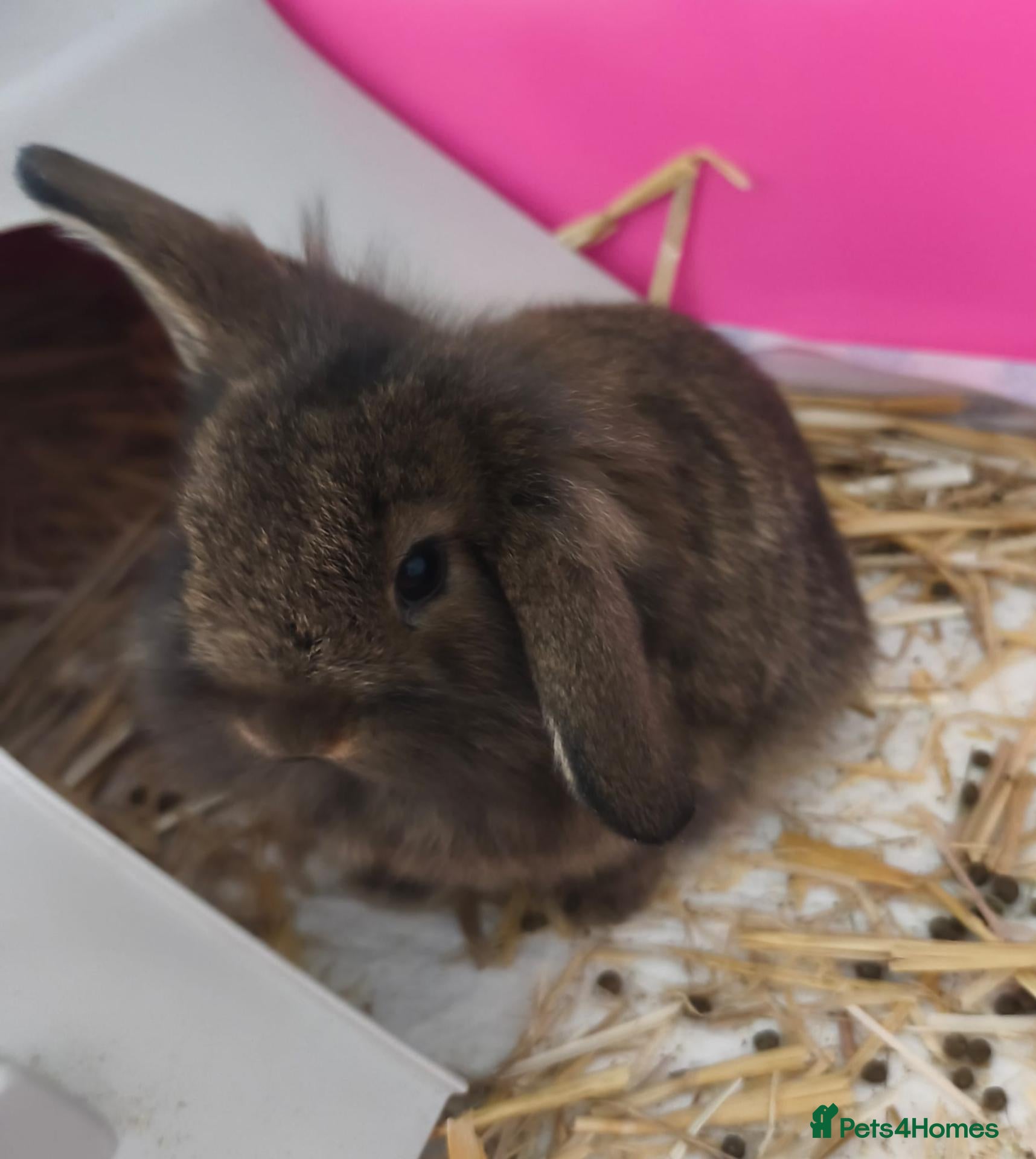 Mini Lion Lop rabbits Ready 23rd October  - Advert 2