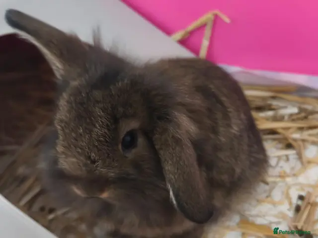 Mini Lion Lop rabbits for sale: Ready 23rd October - Advert 2