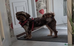 Cockapoo dogs for stud: Wanted stud cockerpoo - Image 1