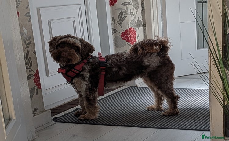 Cockapoo dogs - Advert 1