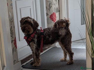 Cockapoo dogs - Advert 11