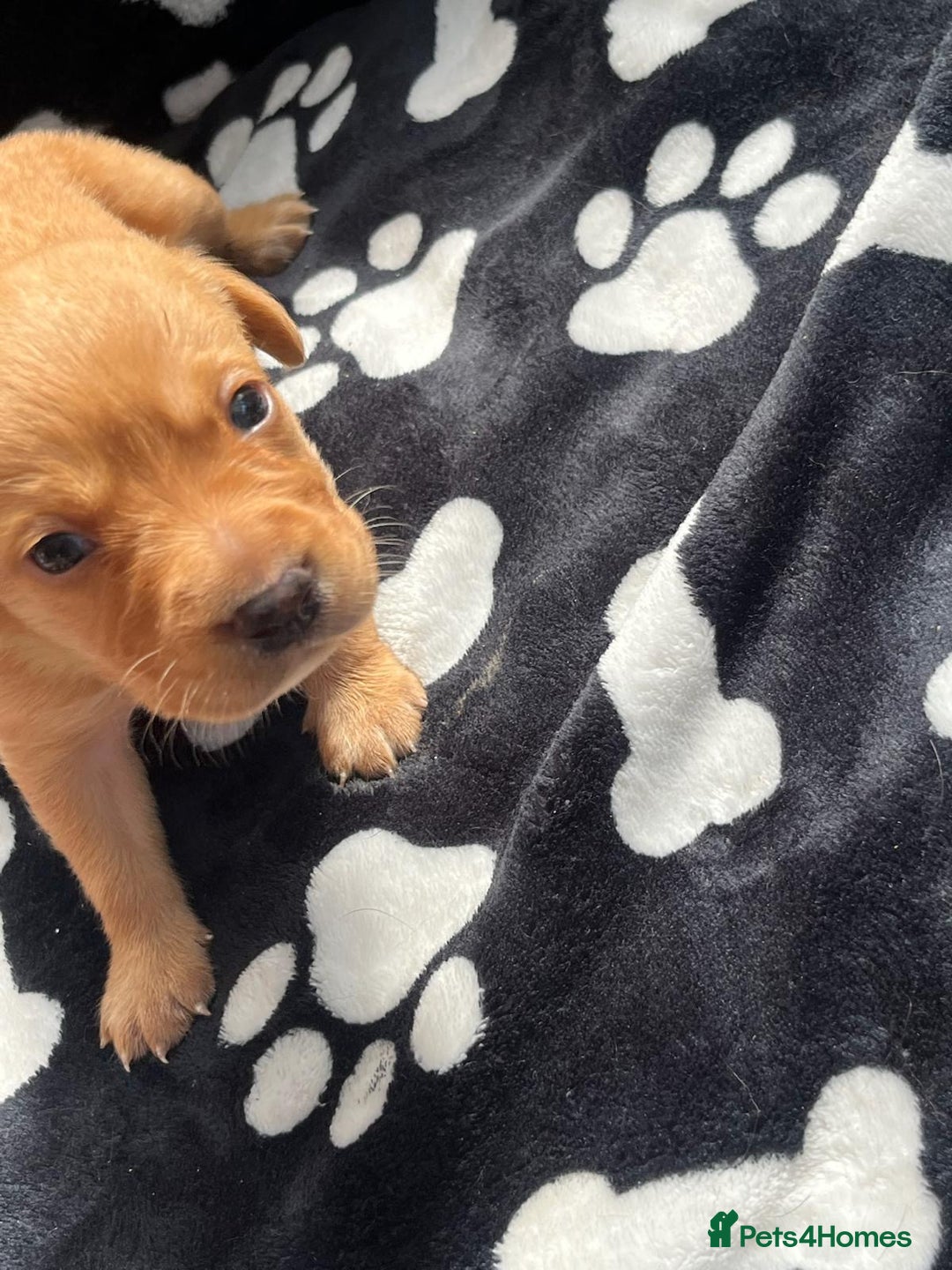 Labrador Retriever dogs for sale: 🐾 Beautiful Labrador Puppies🐾 - Image 6