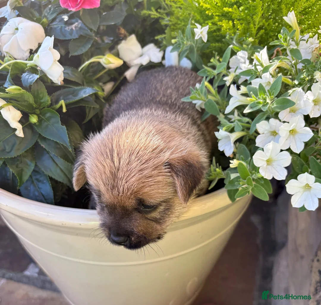 Norwich Terrier dogs for sale: Norwich terrier puppy  - Advert 1