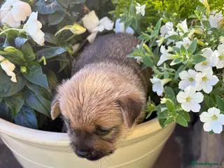 Norwich Terrier dogs Norwich terrier puppy - Advert 9
