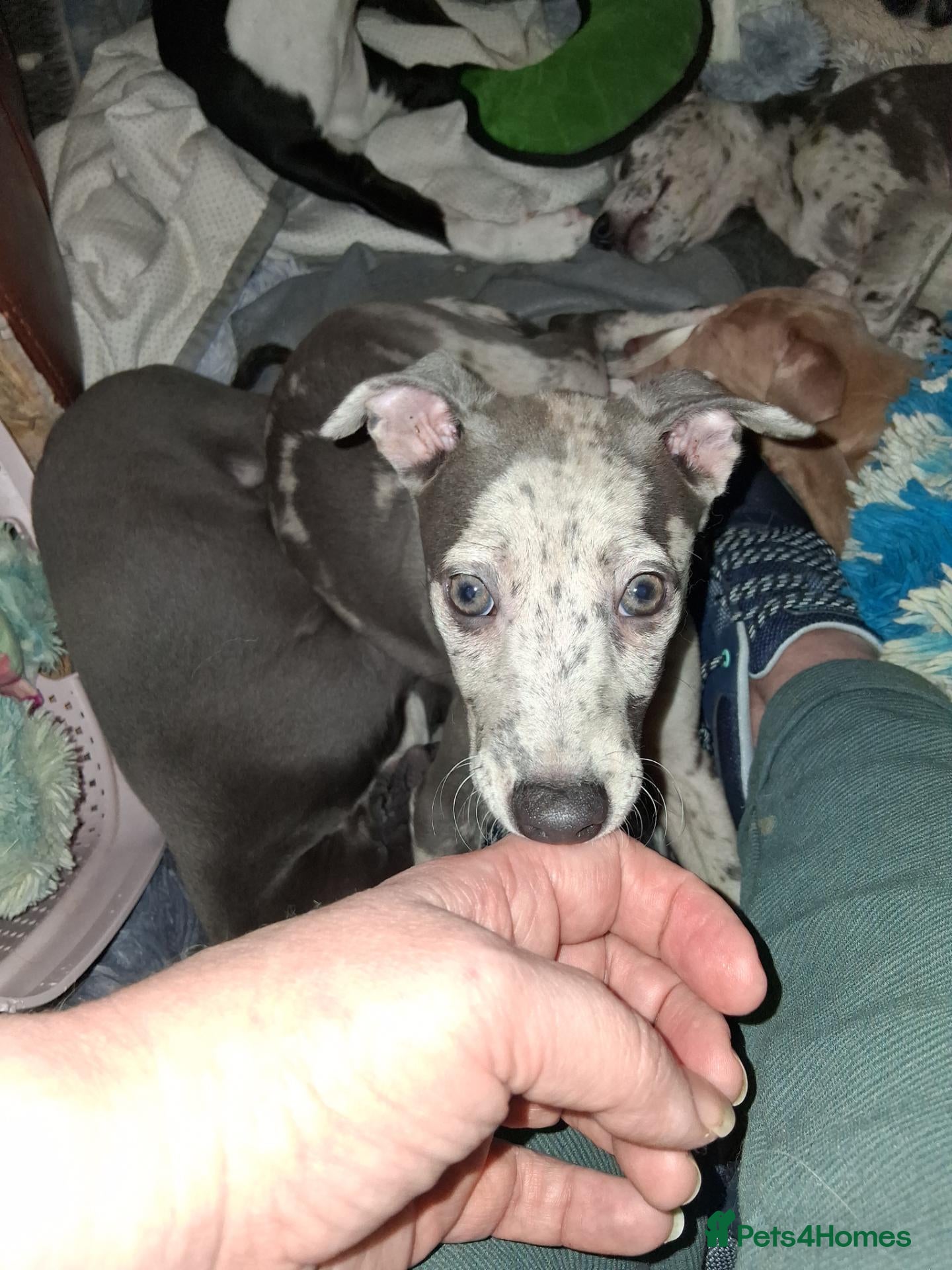 Italian Greyhound dogs Italian greyhound x whippet - Advert 7