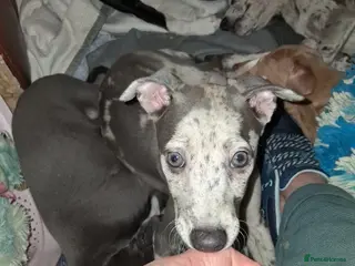 Italian Greyhound dogs Italian greyhound x whippet - Advert 1