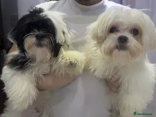 Malshi dogs Malshi 4 months puppies - Advert 1