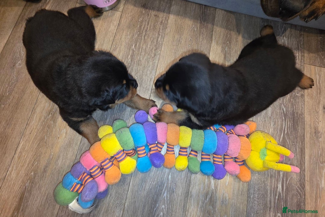 Rottweiler dogs for sale: outstanding Rottweiler pups excellent bloodlines. - Advert 23