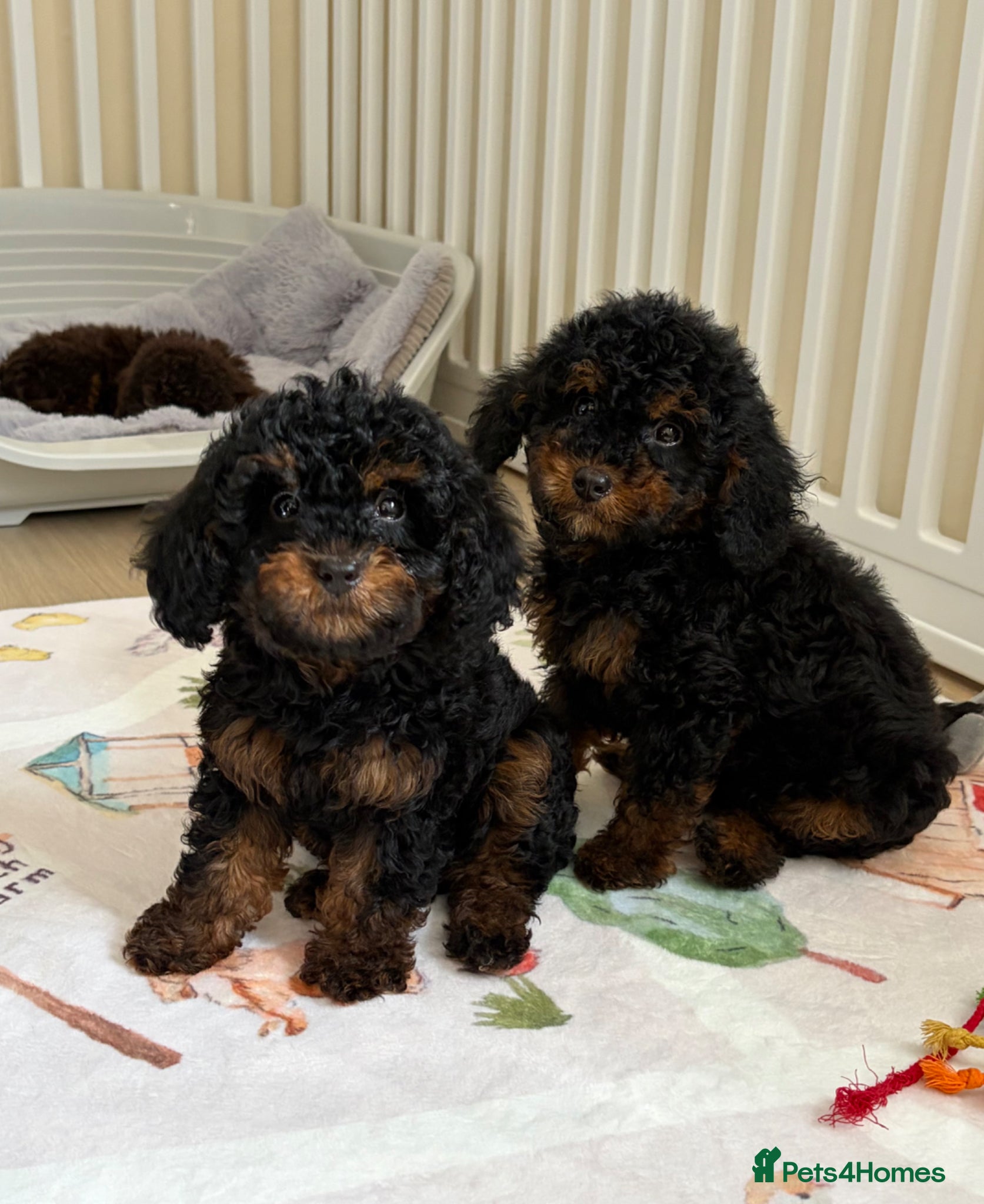 Toy Poodle dogs Health tested Toy Poodle puppies  - Advert 2