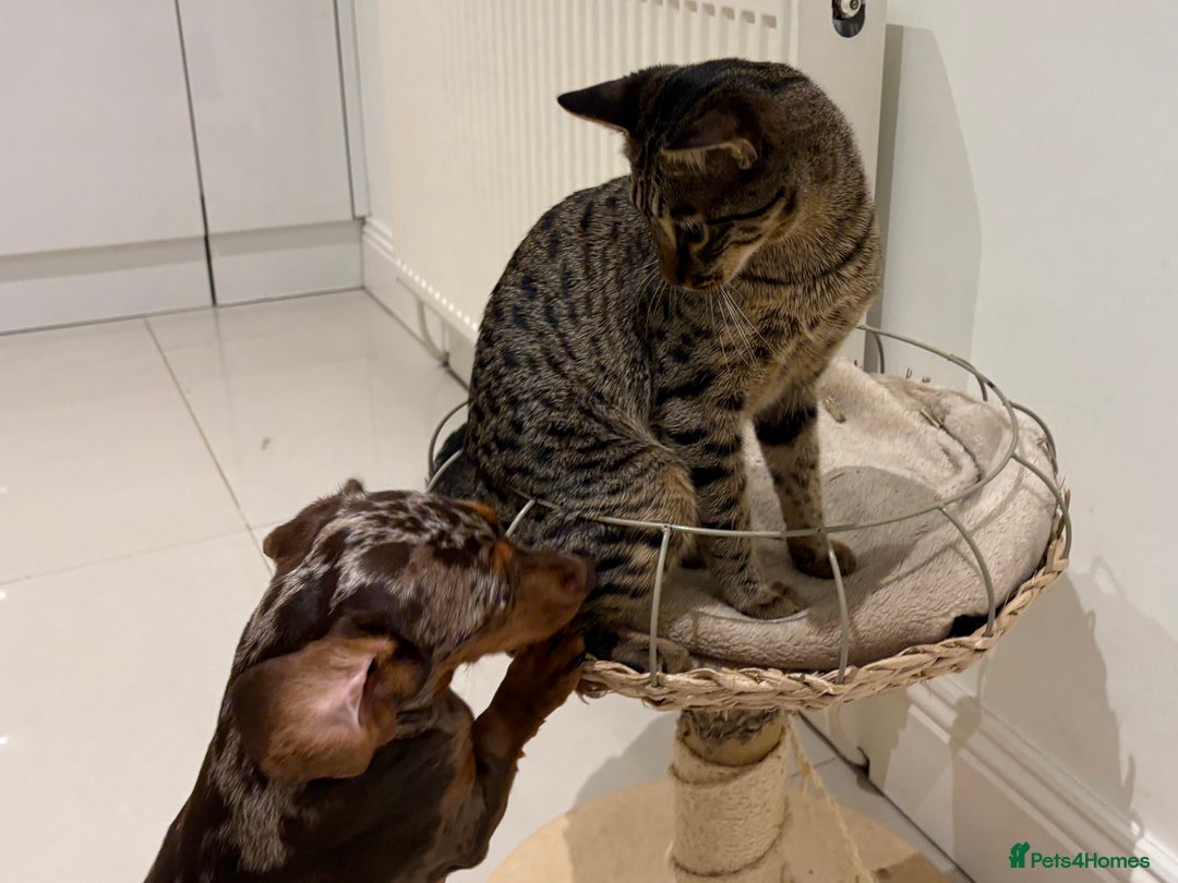 Savannah cats for sale: Super affectionate F6 SBT Savannah boy - Advert 16