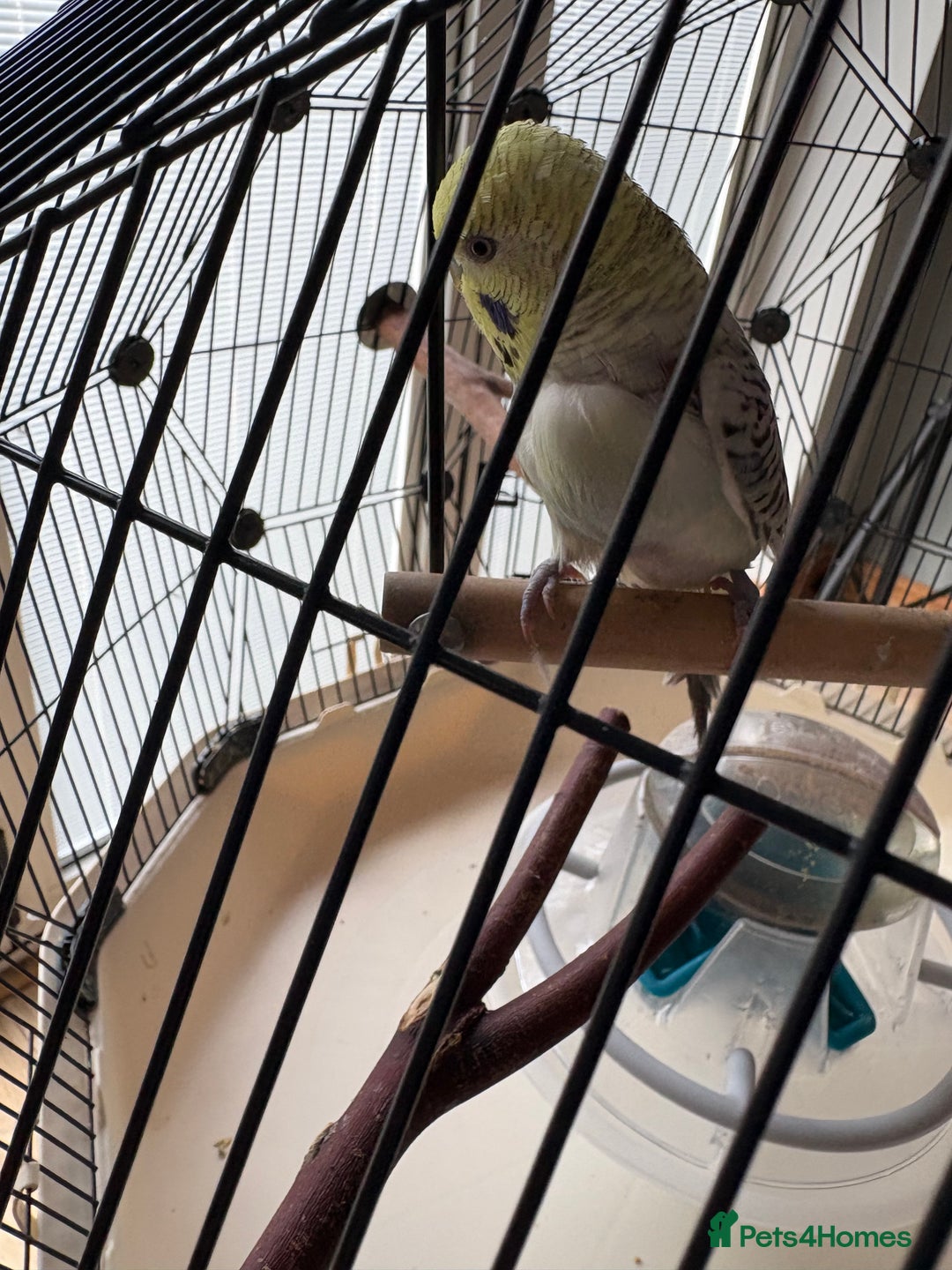 Budgerigars birds for sale: Breeding pair of budgies - Image 7