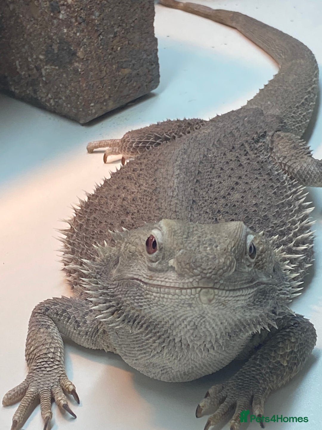 Bearded Dragon reptiles for sale: Zero morph cats eyes - Advert 5