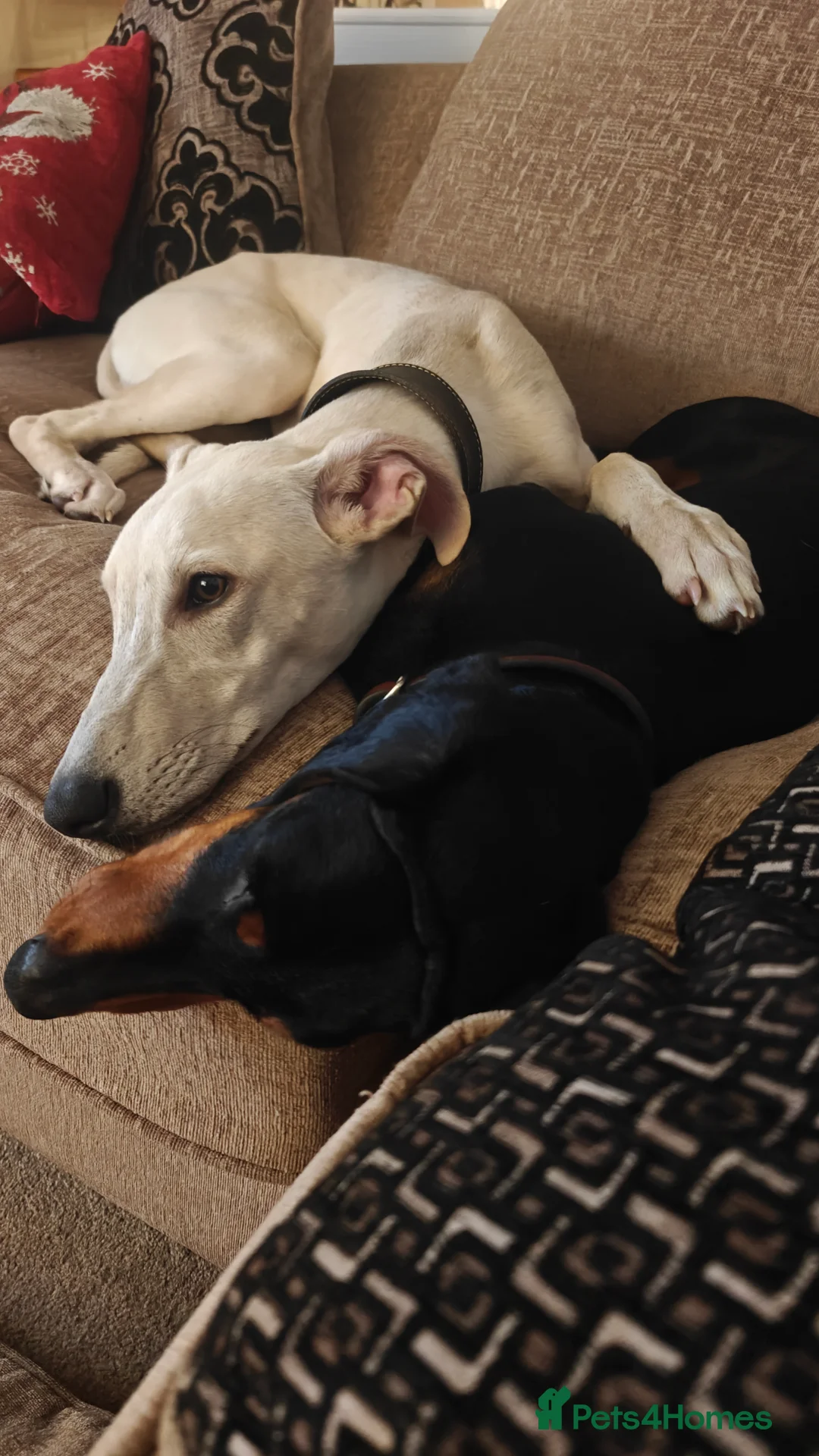 Lurcher dogs for sale: Absolutely stunning lurcher  - Advert 10