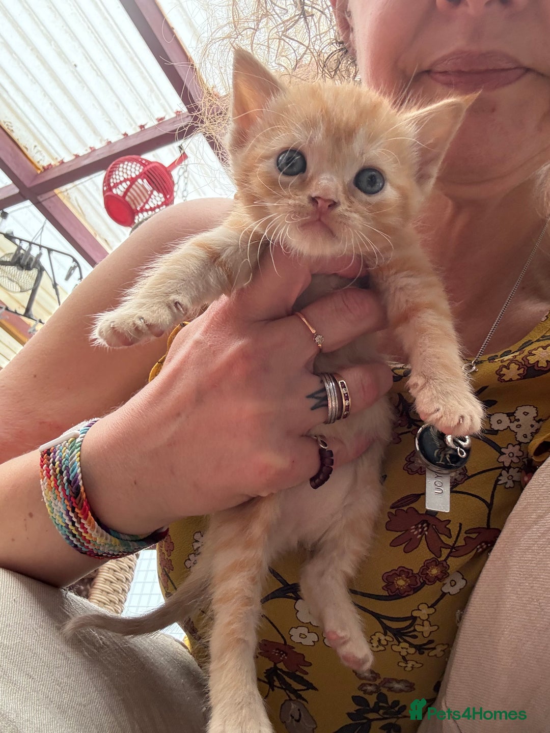 Devon Rex cats for sale: Adorable first generation permitted outcross - Image 11