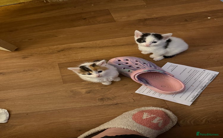 Mixed Breed cats - Advert 13