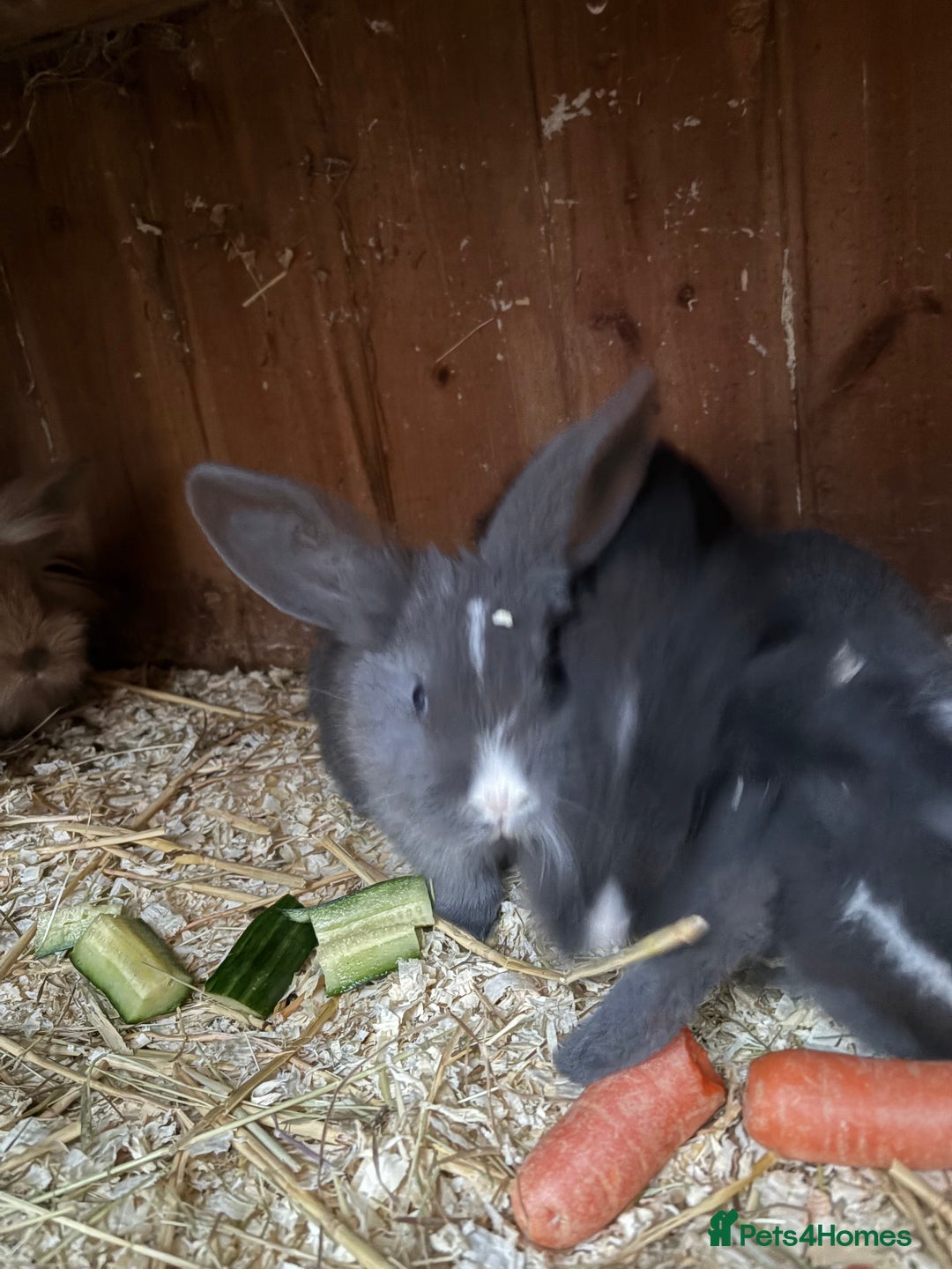 Mini Lop rabbits for sale: Mini lop baby rabbits for sale. - Advert 17