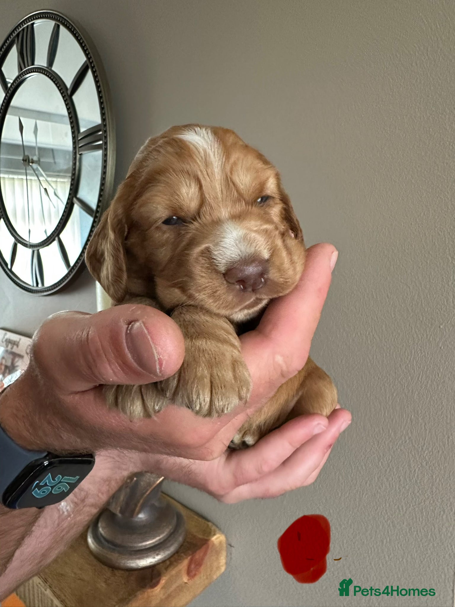 Cocker Spaniel dogs Stunning Cocker Spaniel Puppies  - Advert 2