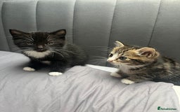 Bengal cats for sale: Bengal cross tabby girl kittens  - Advert 5