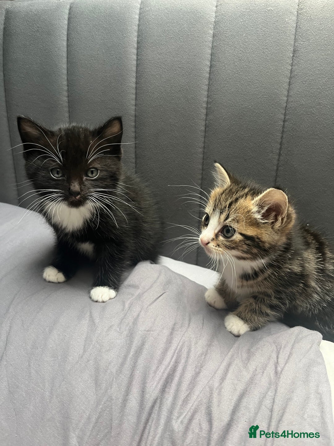 Bengal cats for sale: Bengal cross tabby girl kittens  - Advert 5