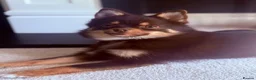 Pomsky dogs for sale: Toy Pomsky in Wickford - Advert 9