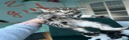 Norwegian Forest Cat cats for sale:     Four Adorable Kittens - Advert 6