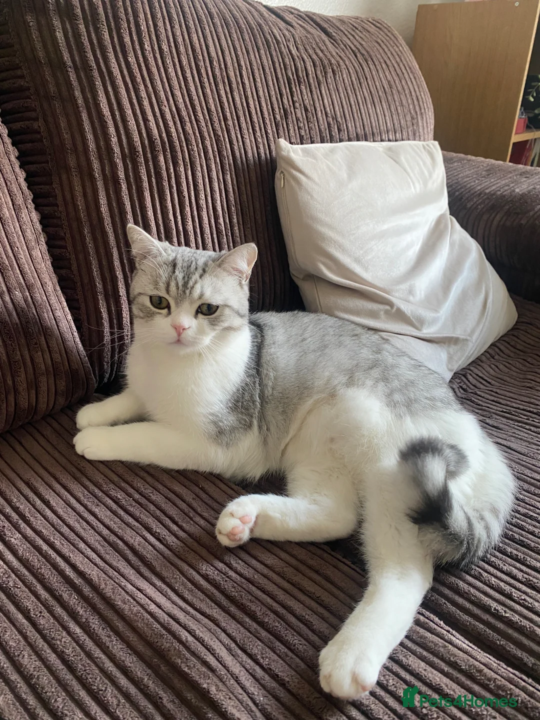 British Shorthair cats for sale: 10 months kitten for sale  in Bradford - Advert 1